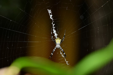tropical spider in the center of the web in vivo
