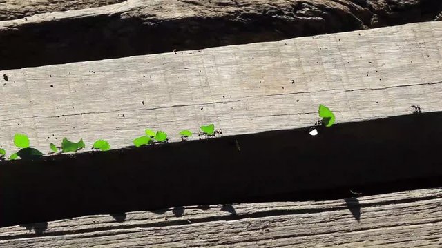 Formigas carregando folhas verdes