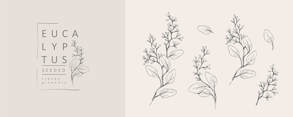 Gesätes Eukalyptus-Logo und Zweig. Handgezeichnetes Hochzeitskraut, Pflanze und Monogramm mit eleganten Blättern für die Einladung Save the Date Card Design. Botanisches, rustikales, trendiges Grün © merfin