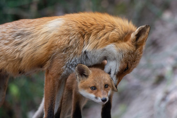 キタキツネの親子