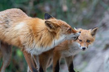 キタキツネの親子