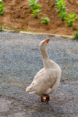 cuban white goose on a road with small tabac plants in the background, cuba