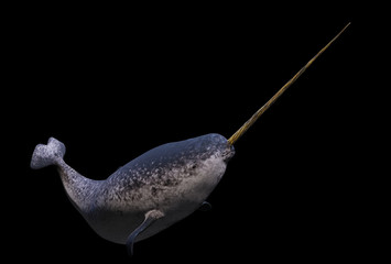 Narwhal, male Monodon monoceros isolated on black background © dottedyeti