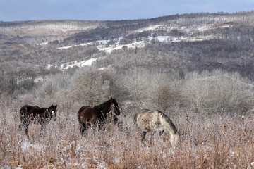 Horses graze in a winter meadow