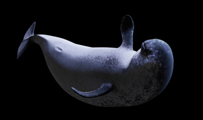 Narwhal, female Monodon monoceros isolated on black background © dottedyeti
