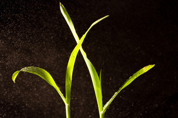 Macro of green plant with water