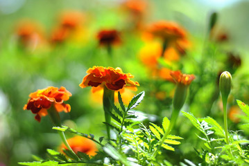Beautiful sunshines in the blooming garden with orange and red marigold flowers. Summer or spring season floristic composition. Nice weather and happy sunny day concept