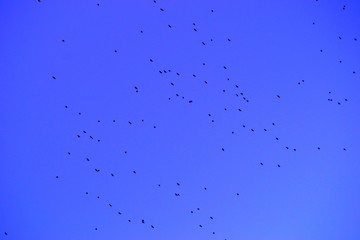  Black birds fly in the distance against a blue sky