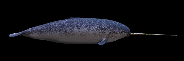 Narwhal, male Monodon monoceros, side view isolated on black background
