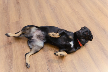 Cute sitting smiling dog facing the camera with its mouth open seen from the front.