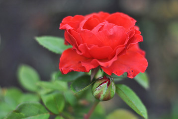 Beautiful closeup red rose flower picture in the garden. Natural beauty spirit, summer sunshines and gardening concept. Floristic composition.