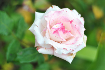 Beautiful closeup white and pink rose flower picture in the garden. Natural beauty spirit, summer sunshines and gardening concept. Floristic composition.