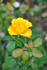 Beautiful vertical closeup yellow rose flower picture in the garden. Natural beauty spirit, summer sunshines and gardening concept. Floristic composition.