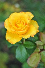 Beautiful vertical closeup yellow rose flower picture in the garden. Natural beauty spirit, summer sunshines and gardening concept. Floristic composition.