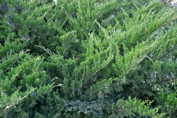  Coniferous plants close-up