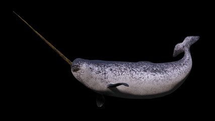 Narwhal, Monodon monoceros isolated on black background  © dottedyeti
