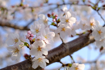 Obraz premium 桜