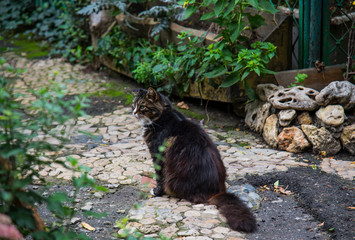 Cat on the streets of Odessa