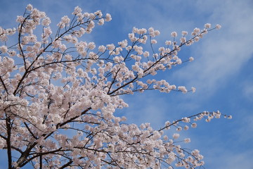 桜