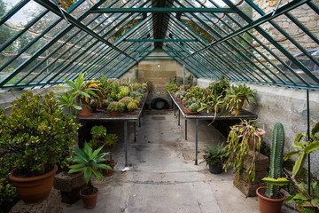 old botanical grow house with cactus