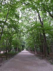Fototapeta premium 賀茂神社の参道