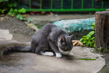 Naklejka na ściany i meble Cat on the streets of Odessa