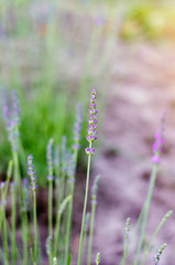 lavender. Soft focus, beautiful lavender flower