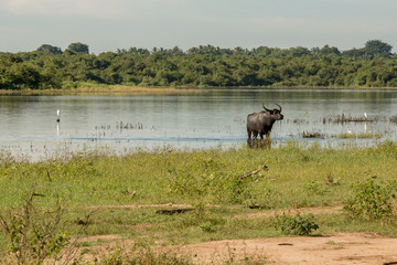 Lake in the Udawalawe National Park on Sri Lanka.
