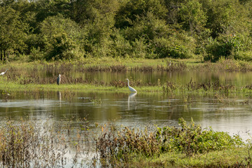 Lake in the Udawalawe National Park on Sri Lanka.
