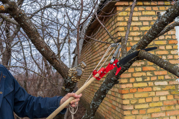 Garden saw in man's hands for cutting branches of cherry bush overgrown with lichen. Pruning of...