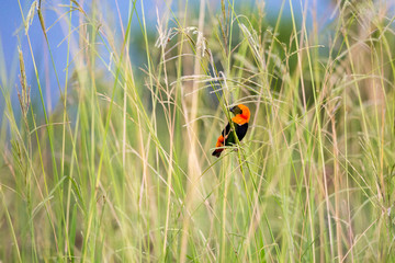 A Southern red bishop (Euplectes orix) with orange and black plumage is sitting on a blade of grass, South Africa