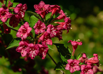 Beautiful bright pink flowers on flowering bush Weigel Bristol Rubin on blurred background green leaves plants in magic garden. Selective focus. Pink flowers close-up. Nature concept for design.