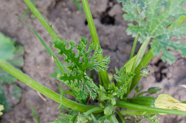 closeup of a green courgette marrow squash plant with fruits growing in a garden 