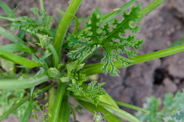 closeup of a green courgette marrow squash plant with fruits growing in a garden 