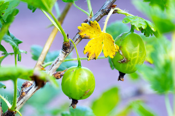 Fungal disease Gooseberry Anthracnose.Yellow leaf and green gooseberry fruits affected by...