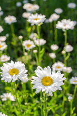 Obraz premium Field of camomiles at sunny day at nature. Camomile daisy flowers, field flowers, chamomile flowers, Summer. Sunshine