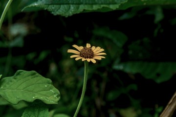 Un pequeña flor amarilla