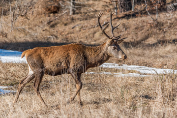 A male red deer walks on the grass