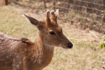 Red dappled deer