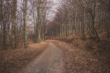 Nature travel in the woods