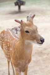Red dappled deer