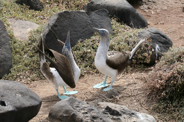 Galapagos Taniec głuptaków niebieskonogich