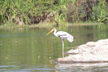 great blue heron in the water