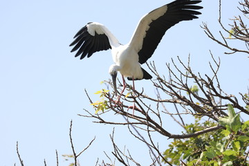 stork in flight