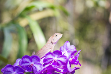 Very beautiful orchids