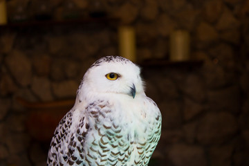 The owl is scary beautiful