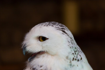 The owl is scary beautiful