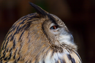 Fototapeta premium The owl is scary beautiful