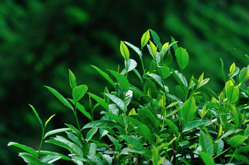 Fototapeta na wymiar Green tea tree garden in spring