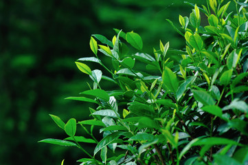 Green tea tree garden in spring